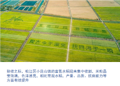聽說過富氫水稻么？這個農(nóng)業(yè)“黑科技”已在松江小昆山鎮(zhèn)開花結(jié)果