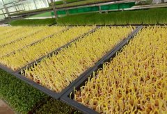 富氫水緩解水稻雙草醚藥害的應(yīng)用研究