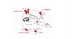 氫氣通過(guò)提高PGC-1α的表達(dá)保護(hù)線(xiàn)粒體功能改善心肌缺血再灌注損傷