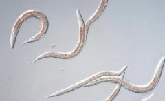 氫氣對(duì)秀麗隱桿線蟲抗衰老的作用及其作用機(jī)制
