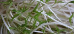 次氯酸協(xié)同富氫水處理對綠豆芽生長特性、營養(yǎng)品質(zhì)及抗氧化能力的影響