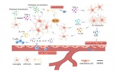 氫氣治療膿毒癥相關(guān)性腦病的新機(jī)制：Nrf2/HO-1調(diào)控神經(jīng)元與星形膠質(zhì)細(xì)胞間線粒