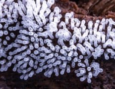 氫氧機(jī)對(duì)真菌的株殺傷效果