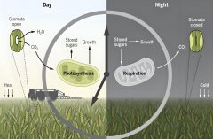 探索氫氣在植物學領域的奇妙效應與研究