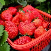 氫農(nóng)業(yè)  富氫水可促進「草莓」生長
