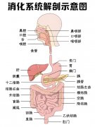 分子氫對消化系統(tǒng)作用