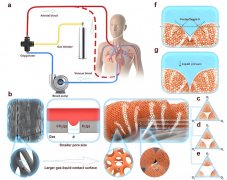 氫氣改善插管套囊壓迫氣道黏膜損傷機(jī)制研究