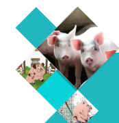氫氣：守護(hù)豬肉安全的神奇分子