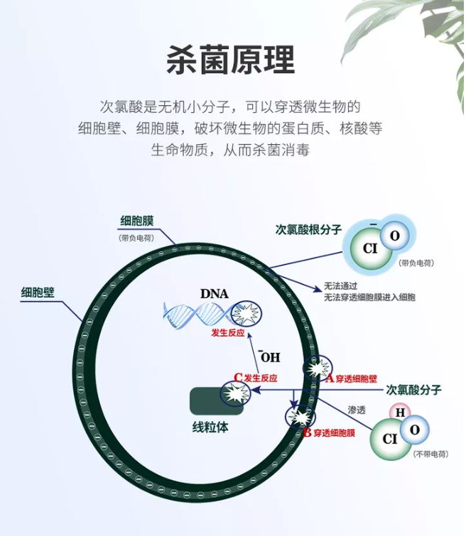 百篇科普系列（2）| 次氯酸具備哪些功能？