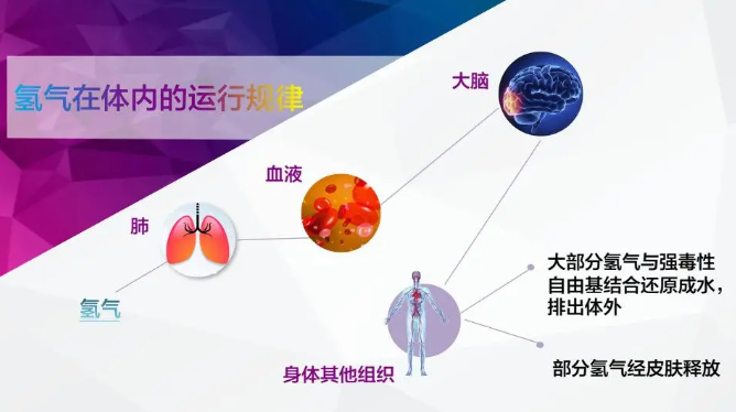 名古屋大學(xué)：飲用氫水后，呼出氫氣濃度與健康有關(guān)