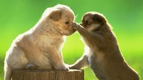 哪些老年人不容易“抑郁和癡呆”？