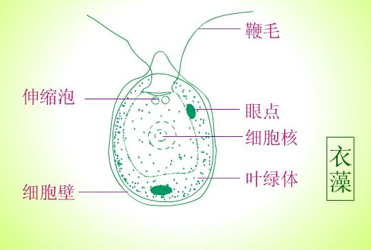 細菌氫化酶和氫氣生物醫(yī)學（氫酶3）