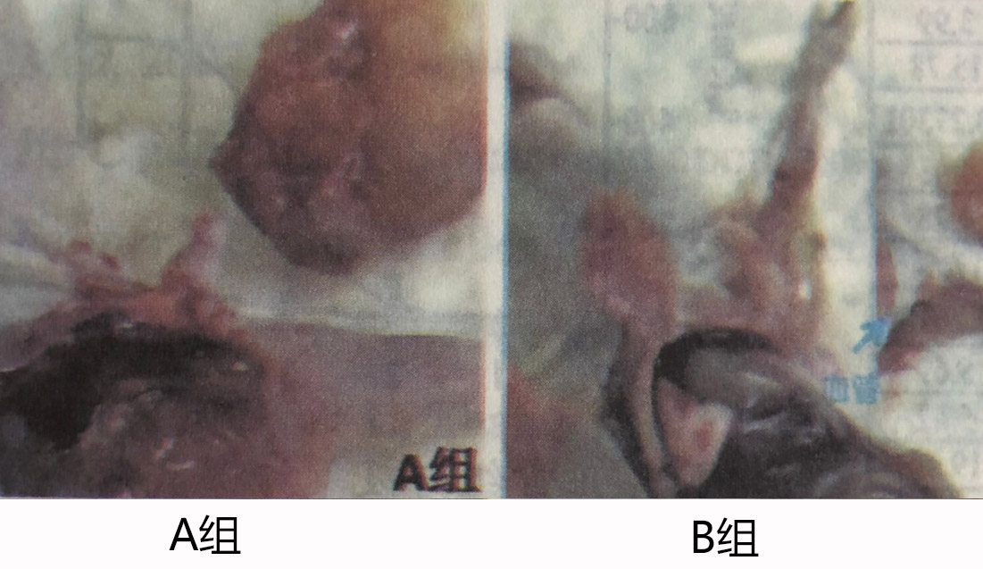 【實驗】氫氣對腫瘤形成的影響，正常組和吸氫組對比