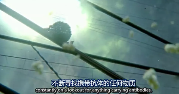 關(guān)于病毒，需要了解的三層知識(shí)