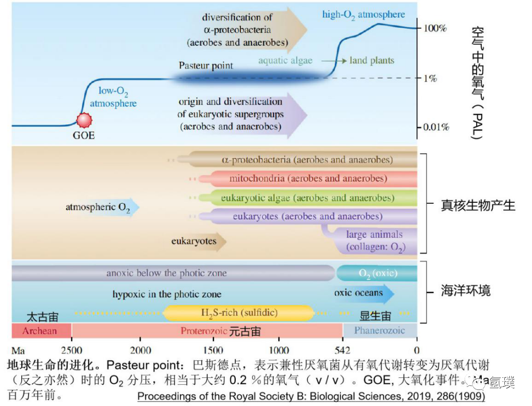 馬雪梅教授談氫氣生物學(xué)機理（3）：氫氣是推動真核生物進化的關(guān)鍵