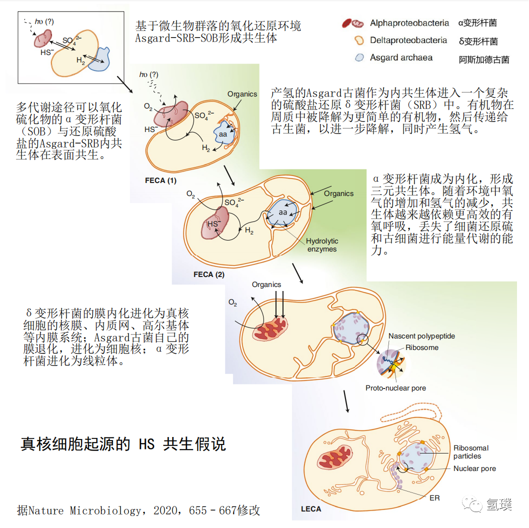 馬雪梅教授談氫氣生物學(xué)機理（3）：氫氣是推動真核生物進化的關(guān)鍵