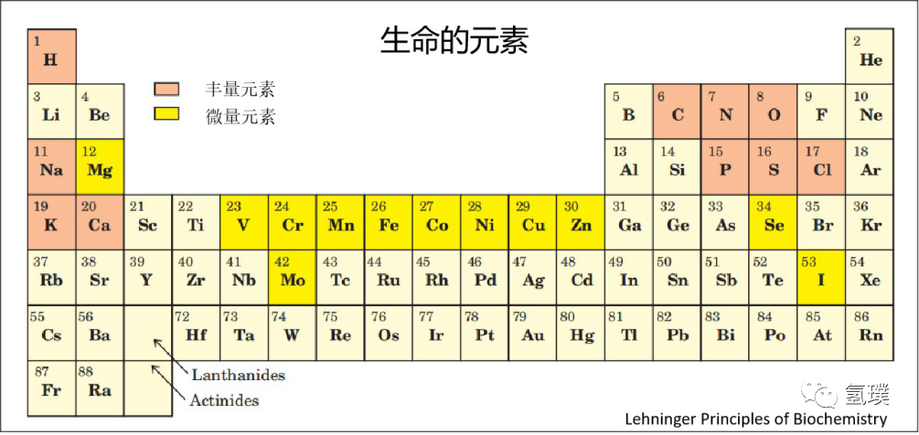 馬雪梅教授談氫氣生物學(xué)機(jī)理(1):生命中的氫元素