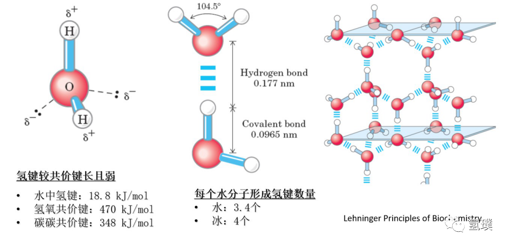 馬雪梅教授談氫氣生物學(xué)機(jī)理(1):生命中的氫元素