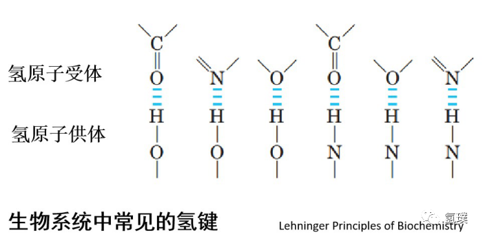 馬雪梅教授談氫氣生物學(xué)機(jī)理(1):生命中的氫元素
