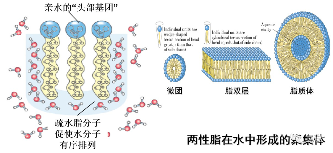 馬雪梅教授談氫氣生物學(xué)機(jī)理(1):生命中的氫元素