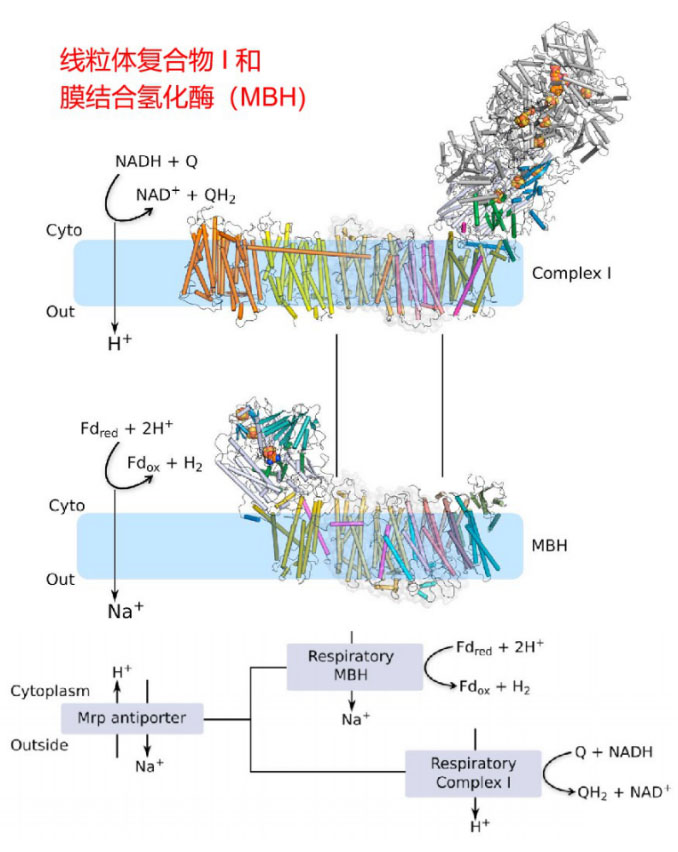 氫氣生物學機理（4）：復合物 I 和氫化酶