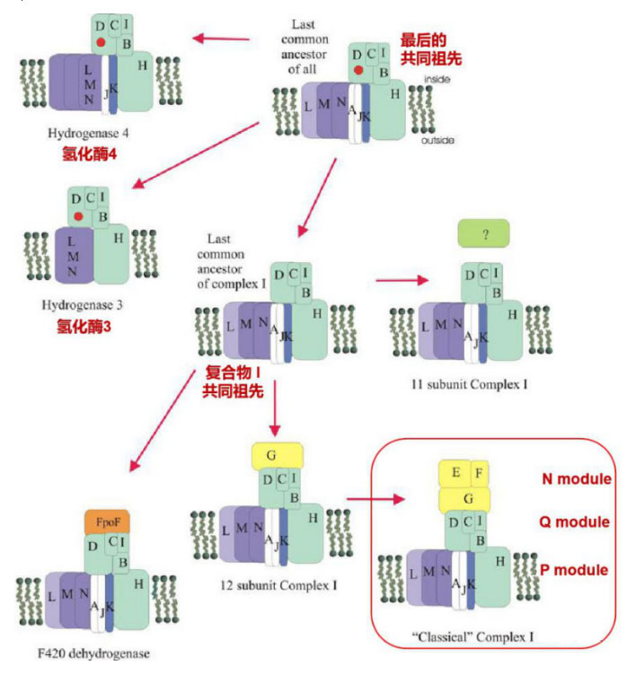 氫氣生物學機理（4）：復合物 I 和氫化酶