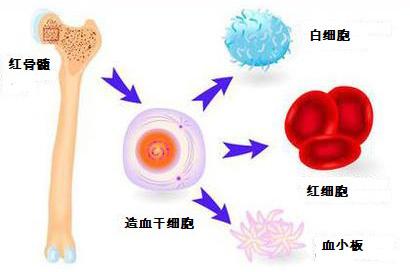 分子氫抗輻射保健作用