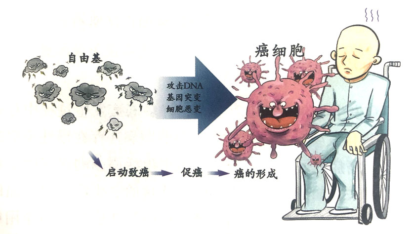 自由基引起癌癥的機制