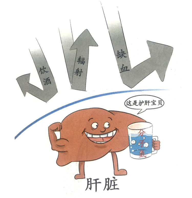 分子氫對毒性自由基所致肝臟損傷的改善效應(yīng)