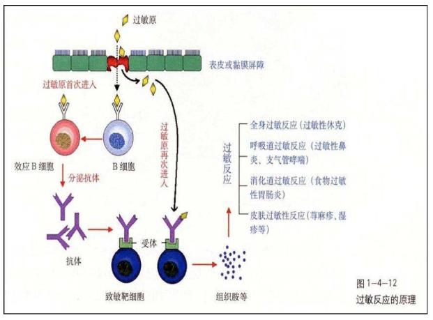 氫氣對(duì)皮膚過(guò)敏的改善作用