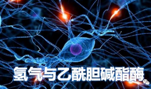 氫氣生物學(xué)機(jī)理：氫氣與乙酰膽堿酯酶