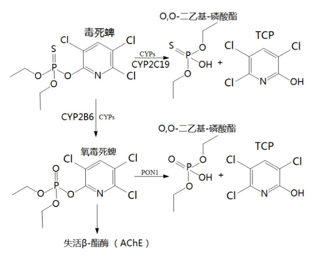 氫氣生物學(xué)機(jī)理：氫氣與乙酰膽堿酯酶