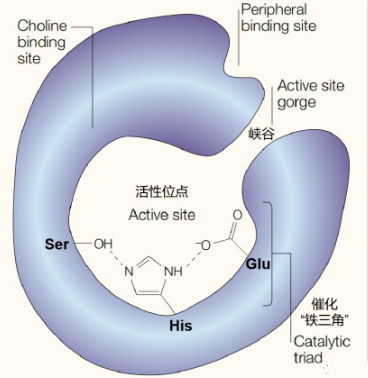 氫氣生物學(xué)機(jī)理：氫氣與乙酰膽堿酯酶