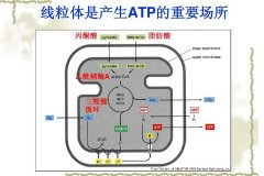 線粒體分解氫氣