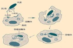 氫氣對癌癥的適用效果:抑制腫瘤細胞的無氧酵解