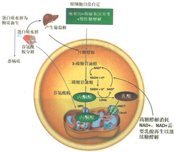 癌癥細胞自給自足的表現(xiàn)