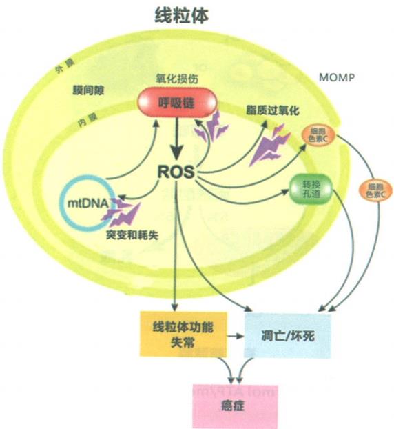 ROS引起錢粒體異常