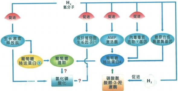 分子氫保護線粒體