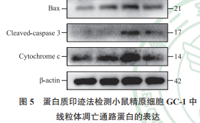氫氣緩解照射后 GC-1 細(xì)胞中線粒體凋亡通路蛋白的表達(dá)升高