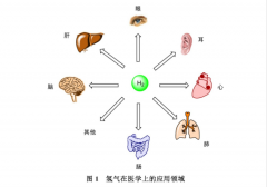 氫氣的代謝