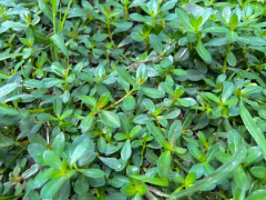 氫氣對(duì)馬齒莧根鹽脅迫影響的轉(zhuǎn)錄組分析